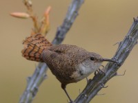 0J6A6062Canyon_Wren