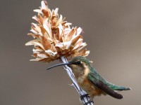 0J6A6144Lucifer_Hummingbird