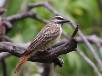 0J6A6204Sulphur-bellied_Flycatcher