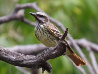 0J6A6208Sulphur-bellied_Flycatcher