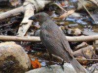 0J6A6267Bronzed_Cowbird