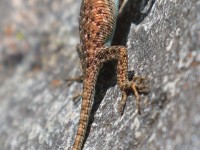 0J6A6284Lizard_Madera_Canyon