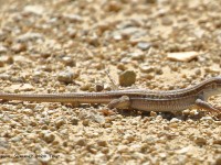 0J6A6629Whiptail