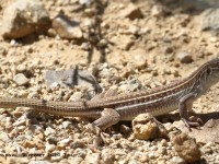 0J6A6651Spotted_Whiptail