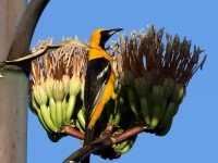 0J6A6706Hooded_Oriole