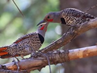 0J6A6991Northern_Flicker