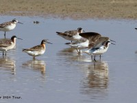 0J6A7033Wilsons_Phalarope