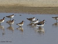 0J6A7034Wilsons_Phalaropes