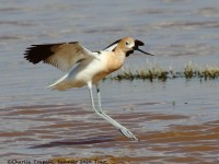 0J6A7035American_Avocet