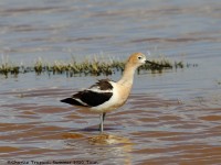 0J6A7041American_Avocet