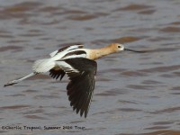 0J6A7053American_Avocet