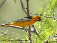 0J6A7183Bullocks_Oriole