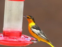 0J6A7212Bullocks_Oriole