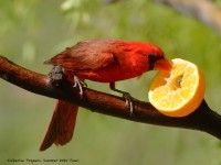 0J6A7330Northern_Cardinal