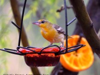 0J6A7406Bullocks_Oriole