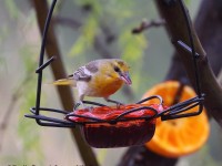 0J6A7410Bullocks_Oriole