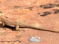 0J6A7596Moab_Lizard