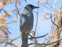 0J6A7613Pinyon_Jay_Canylonlands