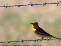 0J6A7823Bullocks_Oriole