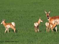 0J6A7930Pronghorn