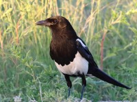 0J6A7951Black-billed_Magpie