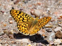 0J6A7993Dark_Green_Fritillary