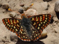 0J6A8071Variable_Checkerspot