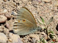 0J6A8086Hayden's_Ringlet