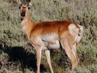 0J6A8089Pronghorn