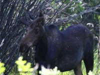 0J6A8155Young_Bull_Moose