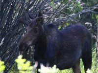 0J6A8155Young_Bull_Moose