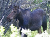 0J6A8159Young_Bull_Moose