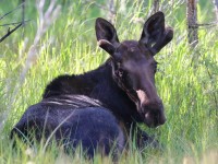 0J6A8168Young_Bull_Moose