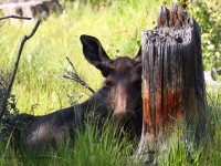 0J6A8179Young_Bull_Moose