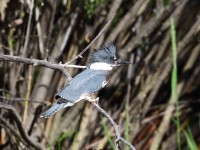 0J6A8201Belted_Kingfisher