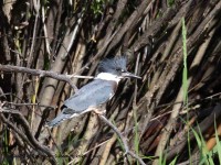 0J6A8229Belted_Kingfisher