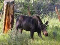 0J6A8270Young_Bull_Moose