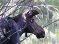 0J6A8282Young_Bull_Moose