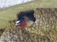 0J6A8549Cliff_Swallow