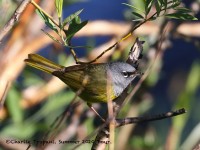 0J6A8694MacGillvrays_Warbler