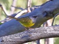 0J6A8713MacGillvrays_Warbler