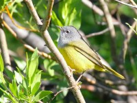 0J6A8787MacGillvrays_Warbler