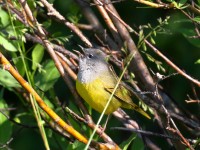 0J6A8821MacGillvrays_Warbler