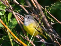 0J6A8823MacGillvrays_Warbler