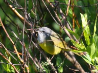 0J6A8826MacGillvrays_Warbler