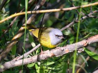 0J6A8841MacGillvrays_Warbler