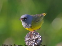 0J6A8895MacGillvrays_Warbler