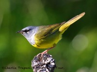 0J6A8902MacGillvrays_Warbler