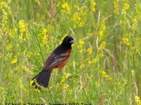 0J6A9227Orchard_Oriole