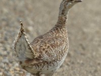 0J6A9245Sharp-tailed_Grouse